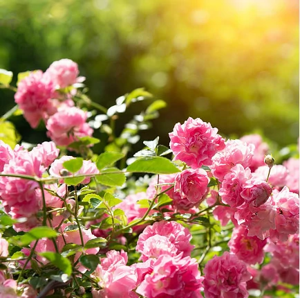 The Damascus Rose “Transfiguration”